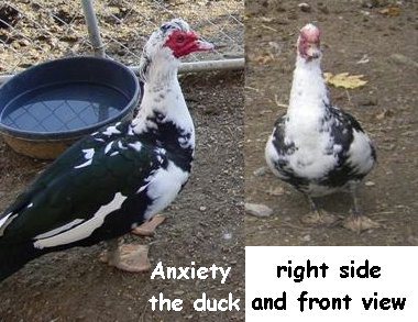Anxiety