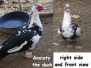 Memorial Anxiety
