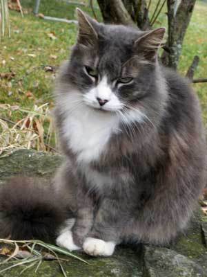 El Gato