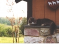 El Gato
