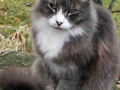 El Gato