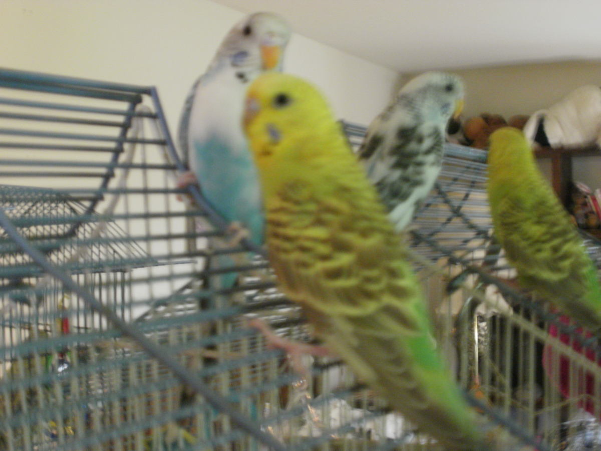 Eddie and Houdini