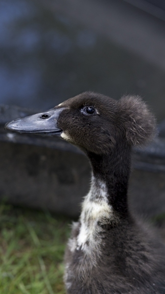 Kevin