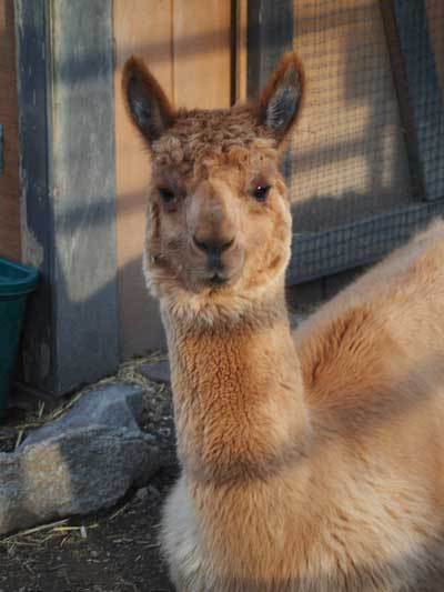 Andrew Alpaca