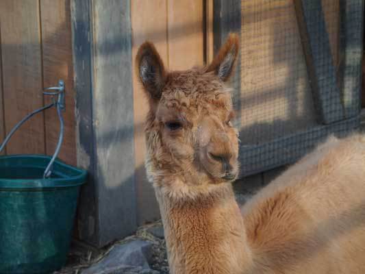 Andrew Alpaca