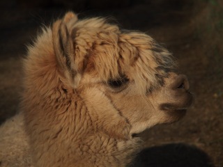 Andrew Alpaca