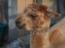 Memorial Andrew Alpaca