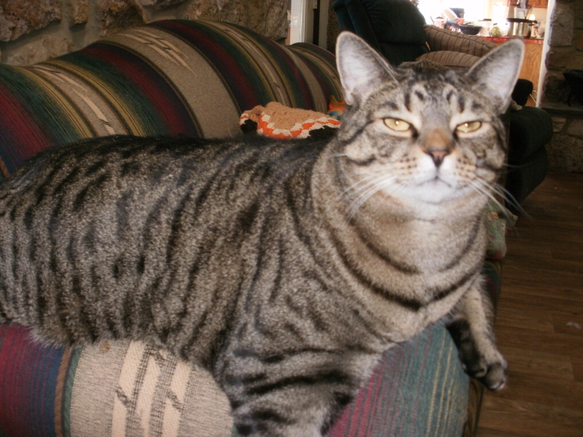 Bengal