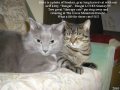 Bengal and Smokey