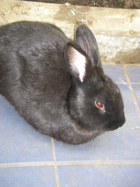 Blacky