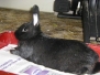 Memorial Blacky