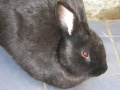 Blacky