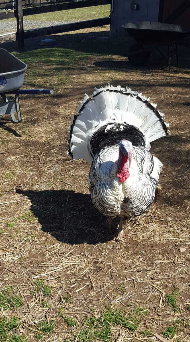 Clarence-Strutting-his-stuff-2014