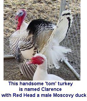 Clarence