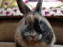 Memorial Jack Rabbit