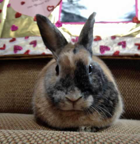 Jack Rabbit