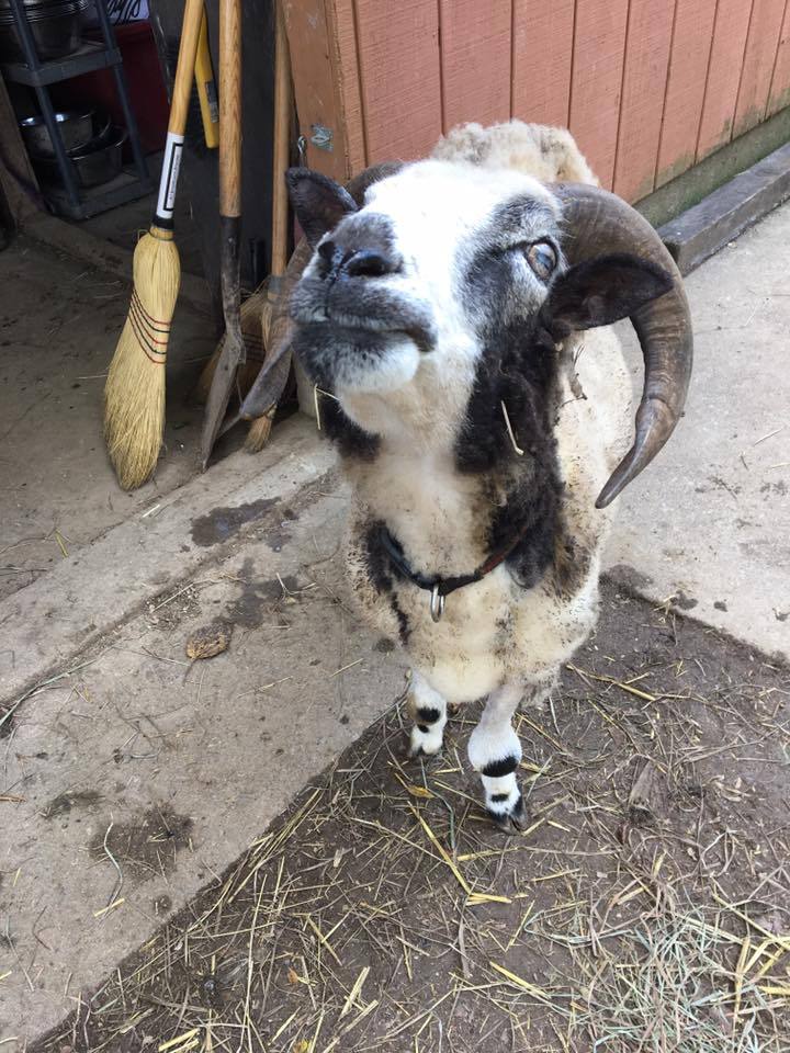 Jacob-our-very-older-old-sheep-2017