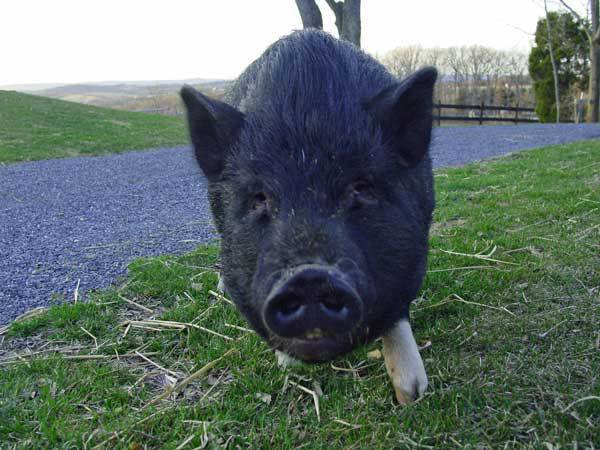 Pearl Piggy