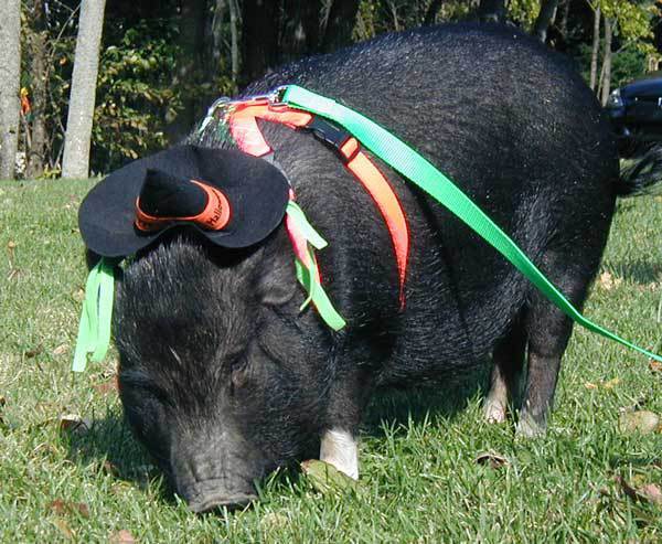 Pearl Piggy