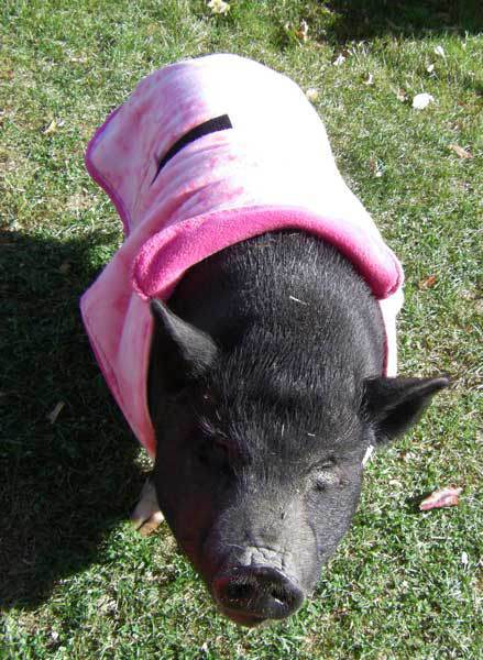 Pearl Piggy