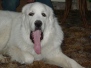 Memorial Rocky
