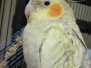 Memorial Sunny Pearl