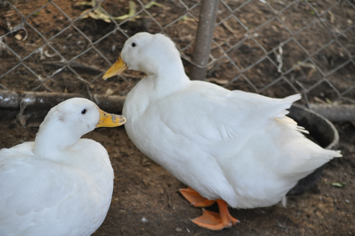 Myrtle and Mable