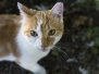 Patches