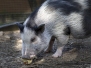 Pigsley