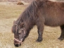 Princess Pony