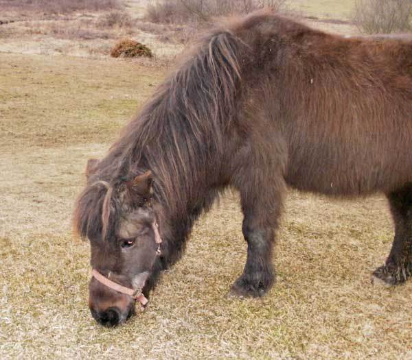 Princess Pony