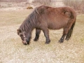 Princess Pony