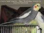 Sweet Tweeter