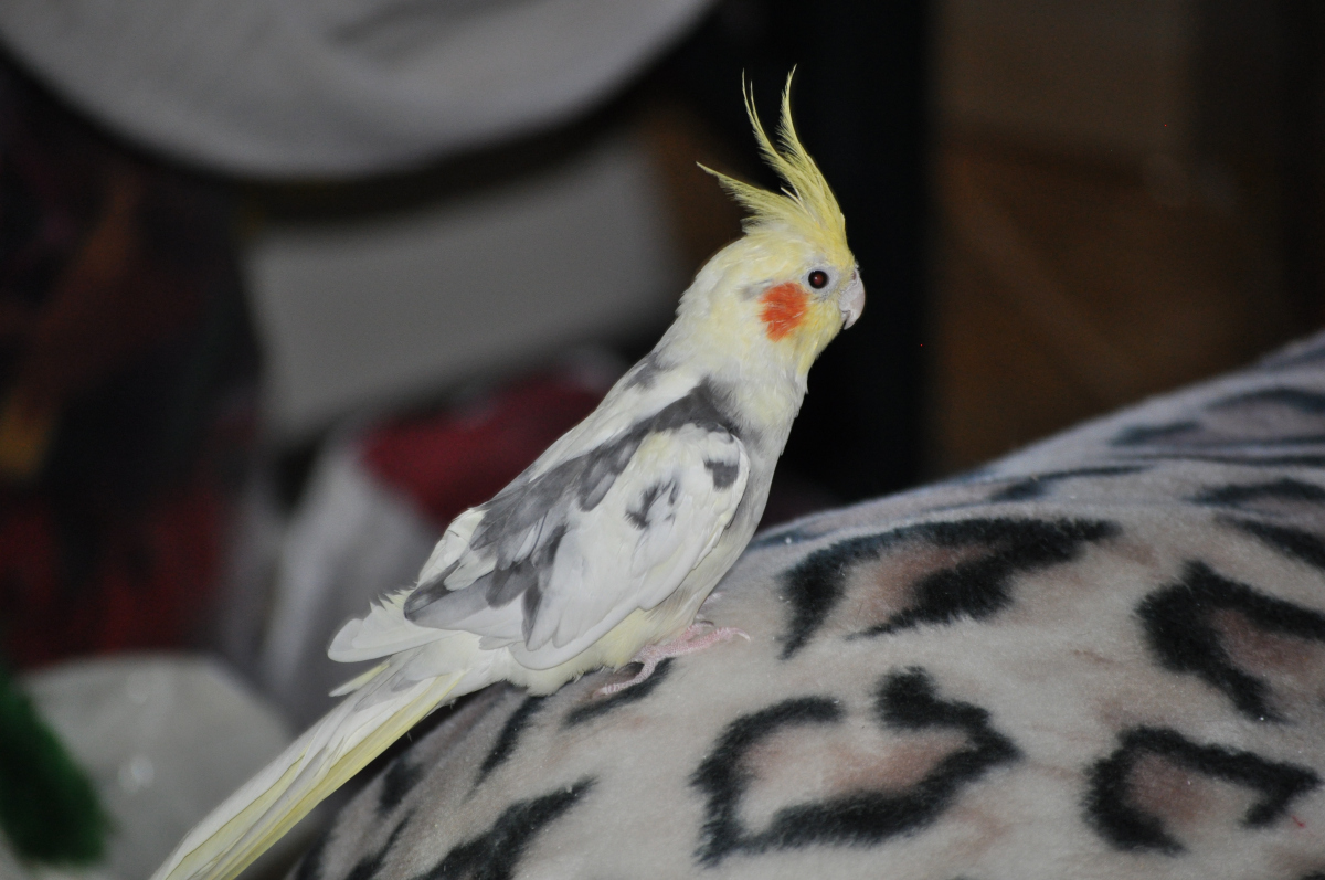 Sweet Tweeter