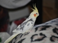 Sweet Tweeter