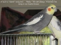 Sweet Tweeter