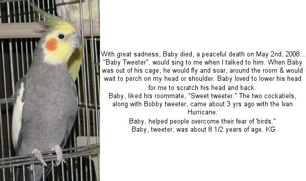Sweet Tweeter