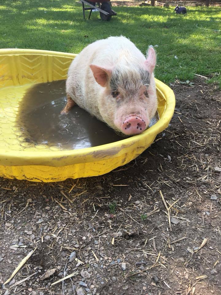 Zoey-in-her-pink-swimming-pool-2018